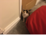 Cat Club (Fundraising)
