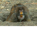 -The Gopher Army-