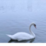 Suisai