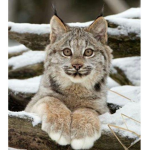 •Fluffy lynx•