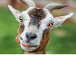 GOATS ONLY CLAN