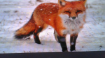 team fox develpor