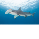 Team CoolSharks