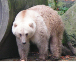 Berries da Bears Club :)