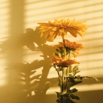 s u n f l o w e r s.