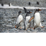 Popcorn penguins :)