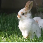 (~| Bunnies |~)