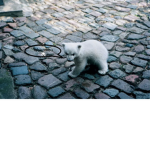 Polar bears in business