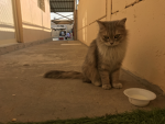 Cat gang 13