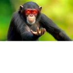 Monkey Monk Group