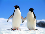 Im a Ninja Penguin
