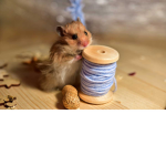 Happy hamsters fun