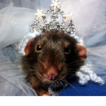 RAT KINDOM!!