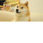 Very Much Doge