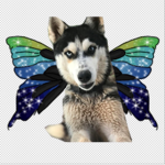 Husky Flys :3