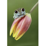 froggy’s boutique