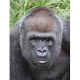 'GORILLA WAR' PRIME