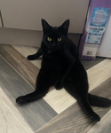 KittenkraftX