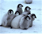 Penguin Lovers Club