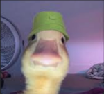 DuckyyyArmy
