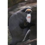 The monke team squad