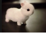 Bunny’s rule group