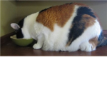 ogm a kitty in my fridge