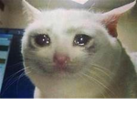 POCHOLOS29