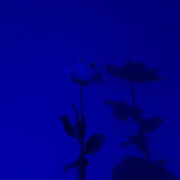 💙