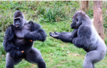 [ Big Gorillas ]