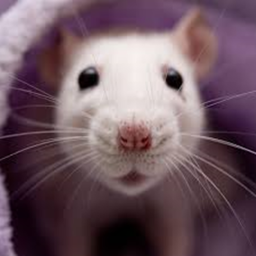🐀Rat Castle🐀
