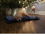 My puppy’s group
