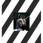 The Zebra's Fan Club