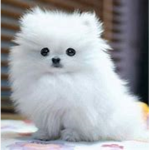 FLUFFY PUPS!!!!!