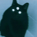 Lynxy