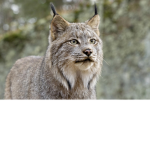 LynxesBest
