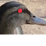 Evil_duck Studios