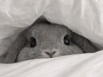 chubs bunny