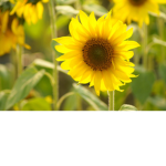 sunflower squaddddddd