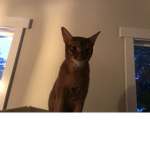 cute cat.
