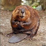 the beaver team