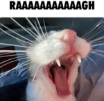"No more maning"