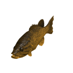 GOLDEN FISH (HOLDABLE)