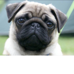 Pug puppy army
