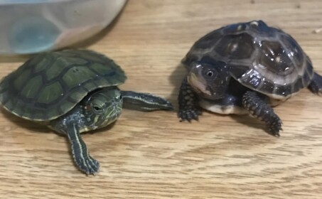 ttturtle Turtle Gang's Place 💚🐢
