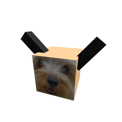 yorkie model