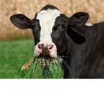 Cow clothing asthtic!