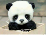 The pandas for ever group