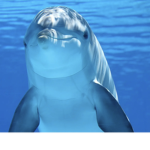Dolphin finatic