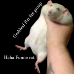 Grabbed Rat Fan Group